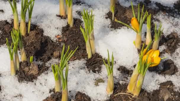 Sne smelter og gule blomster blomstrer – Stock-video