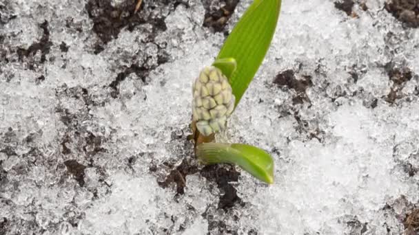 雪が溶け、最初の花が咲きます — ストック動画