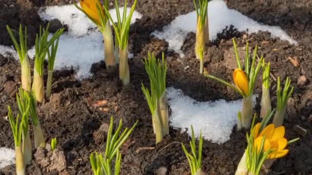 Timelapse primavera derretendo neve — Vídeo de Stock