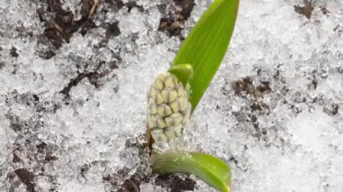 Kar erir ve çiçekler açar.