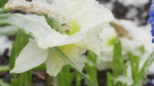 White daffodils flowers in spring — Stock Video