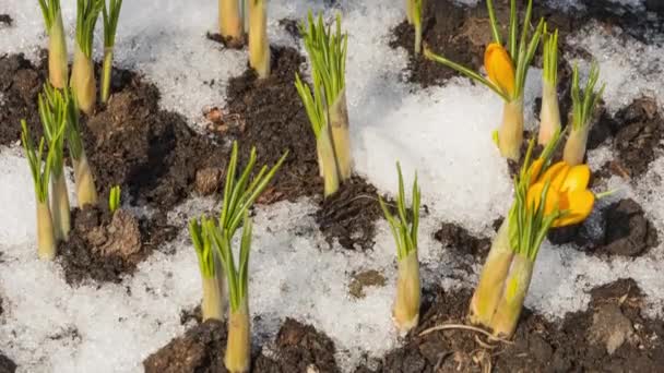 Lente smeltende sneeuw en eerste bloemen — Stockvideo