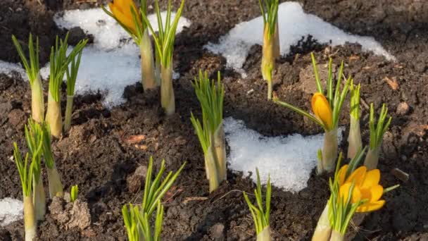 Första våren blommor efter snö — Stockvideo