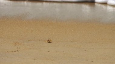 Deniz dalgasının arka planında yengeç