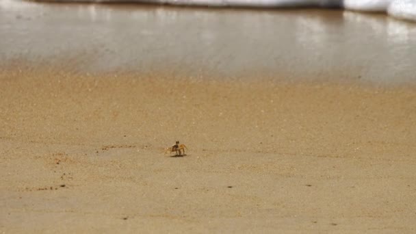 Crab on the background of the sea wave — Stock Video