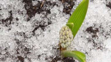 Zaman kapsülü bahar geliyor.
