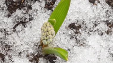 Zaman aşımı mevsimi baharı