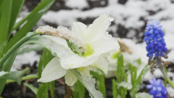 Zbliżenie kwiatu pod śniegiem — Wideo stockowe
