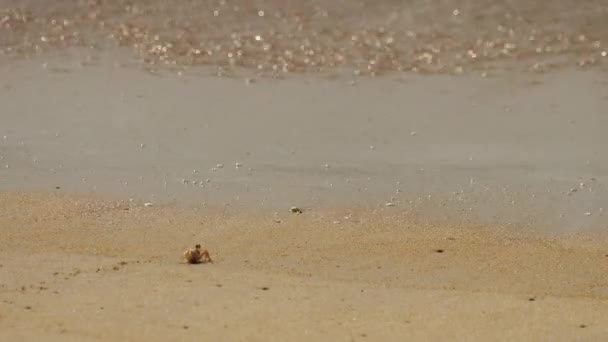海滨、螃蟹和海浪 — 图库视频影像