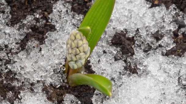 Flores de primavera sob a neve — Vídeo de Stock