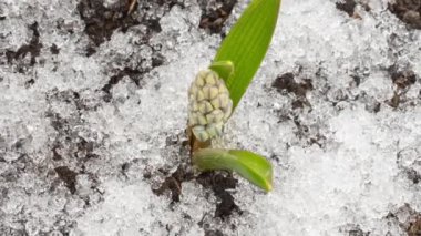Bahar erir kar çiçekleri büyür