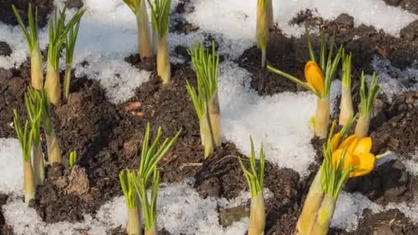 Wiosna wczesne kwiaty spod śniegu — Wideo stockowe