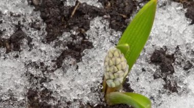 Çiçek kıştan sonra büyür.