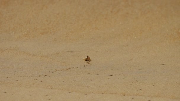 Krab aan de kust van Thailand — Stockvideo