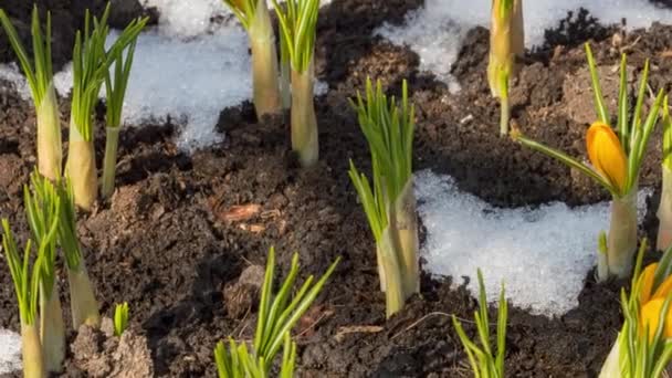 Eerste lente bloemen gele krokussen — Stockvideo