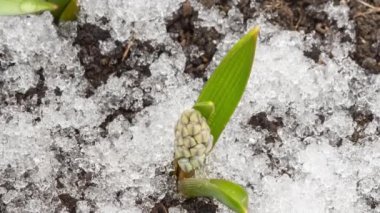 Yakın plan, bahar çiçekleri açar.