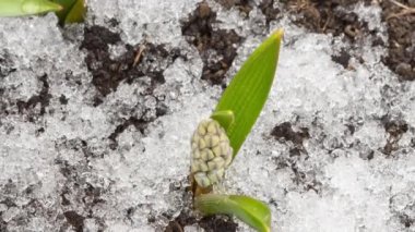 Yakın plan, bahar çiçekleri açar.