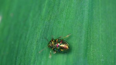 Chrysolina americana