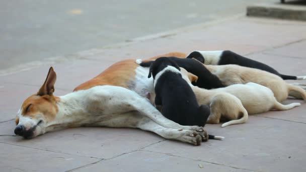 Cão alimentando filhotes — Vídeo de Stock