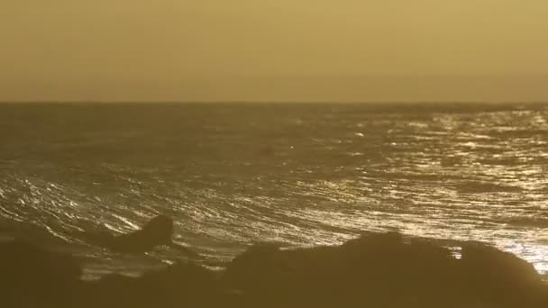 Surfing at  dusk — Stock Video
