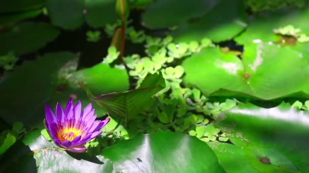 Water Lily Flower — Stok video