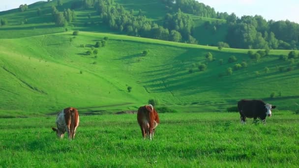 Vacas que pastan — Vídeo de stock