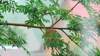 Mountain ash yağmurda