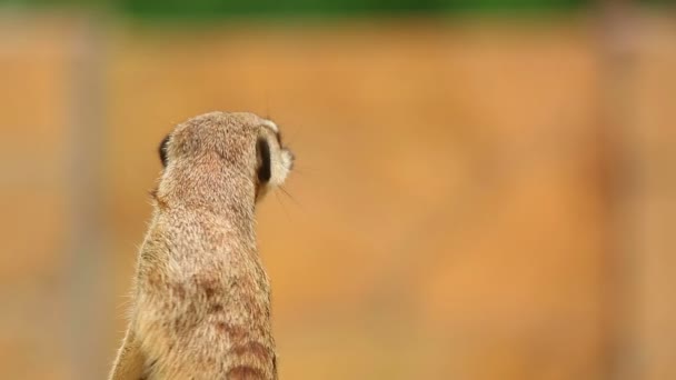 Meerkat op zoek — Stockvideo