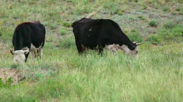 Vacas que pastan — Vídeos de Stock