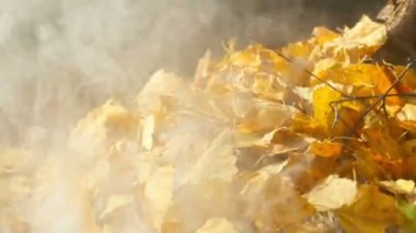 Sonbahar Yaprakları