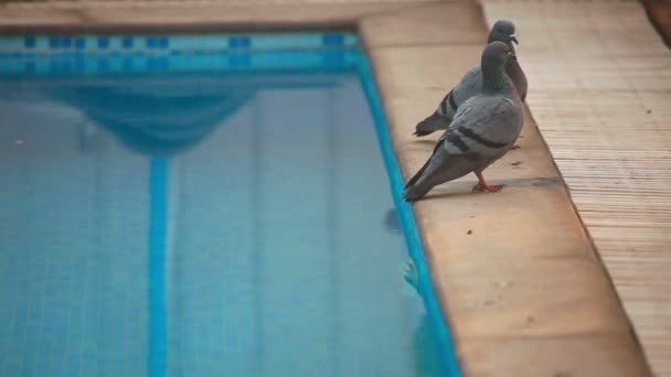 Pigeons à la piscine — Video