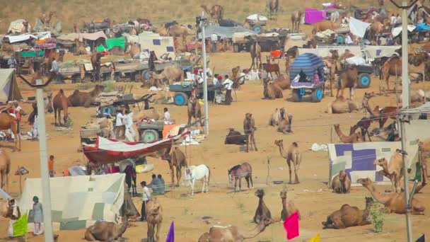 Feira de camelos — Vídeo de Stock