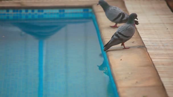 Pombos na piscina — Vídeo de Stock