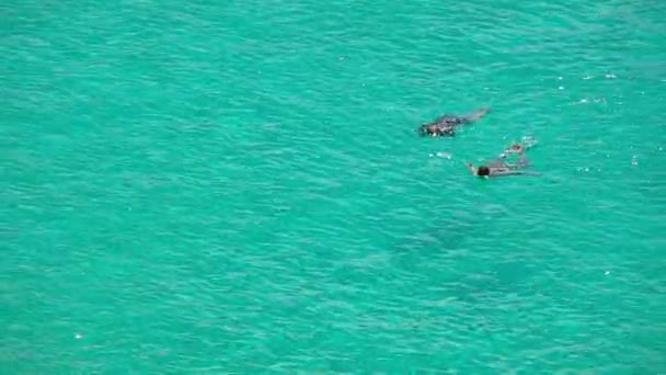 Сноркелинг в море — стоковое видео