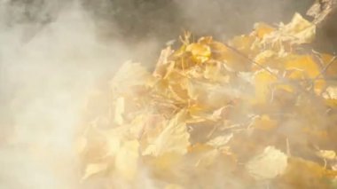 Sonbahar Yaprakları