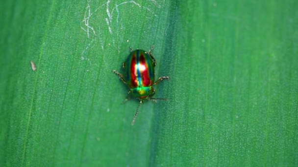 Crisolina americana — Vídeos de Stock