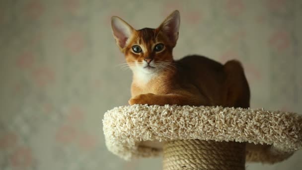 阿比西尼亚猫咪 — 图库视频影像