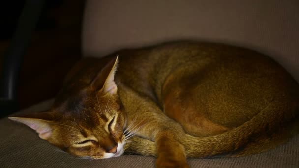 Gato dormido — Vídeos de Stock