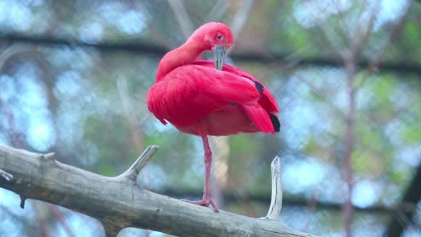 Röd ibis (Eudocimus ruber)) — Stockvideo