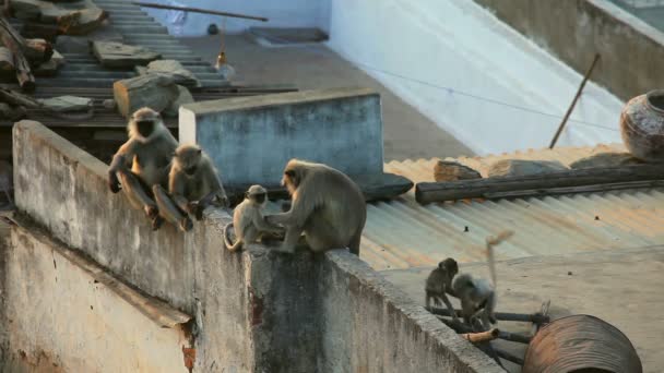 Langur family — Stock Video