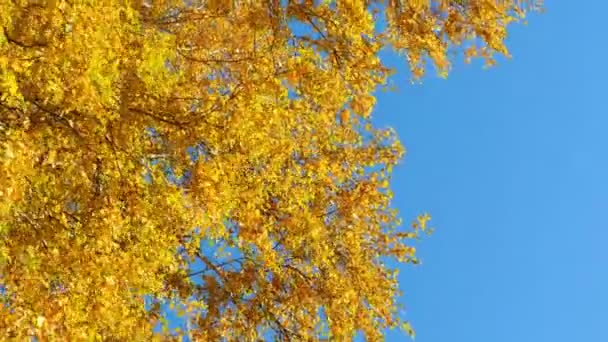 Осеннее дерево — стоковое видео
