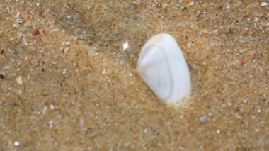 Deniz tarağı kazma