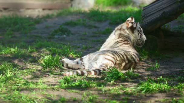 Pequeño tigre cansado — Vídeos de Stock