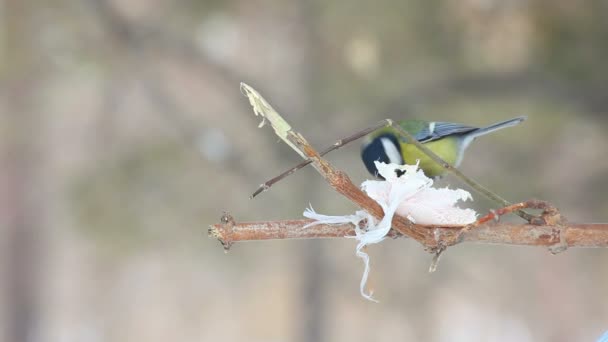 Titmouse на гілці — стокове відео