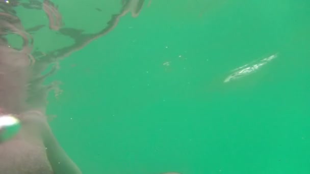 In Ocean — Stock Footage In Ocean Stock Footage