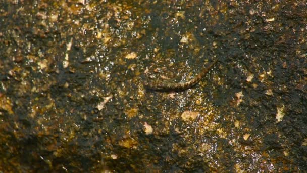 Mudskipper ψάρι — Αρχείο Βίντεο