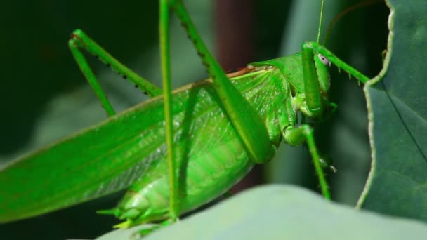 Groene sprinkhaan — Stockvideo