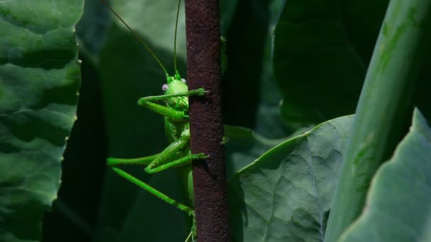 Groene sprinkhaan — Stockvideo