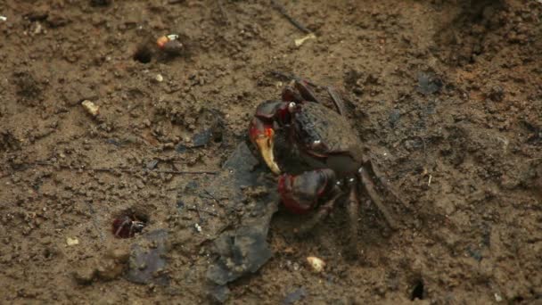 Cangrejo comiendo — Vídeos de Stock