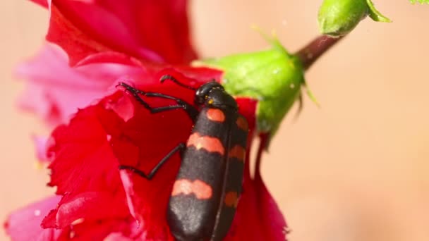 Beetle — Stock Footage Beetle Stock Video